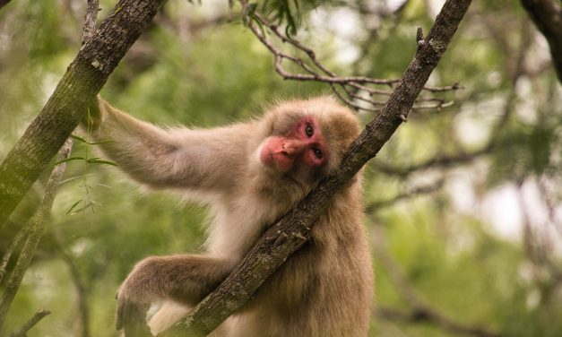 Will a macaque eat a grape sitting on a pile of poo? A study on germaphobia